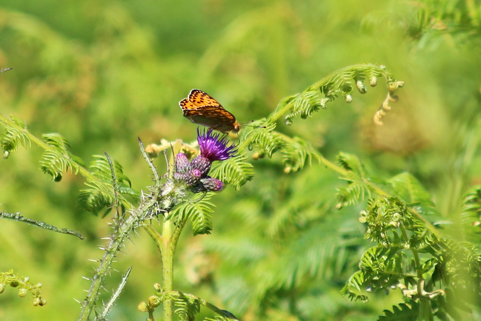 180622 fritillary (2)