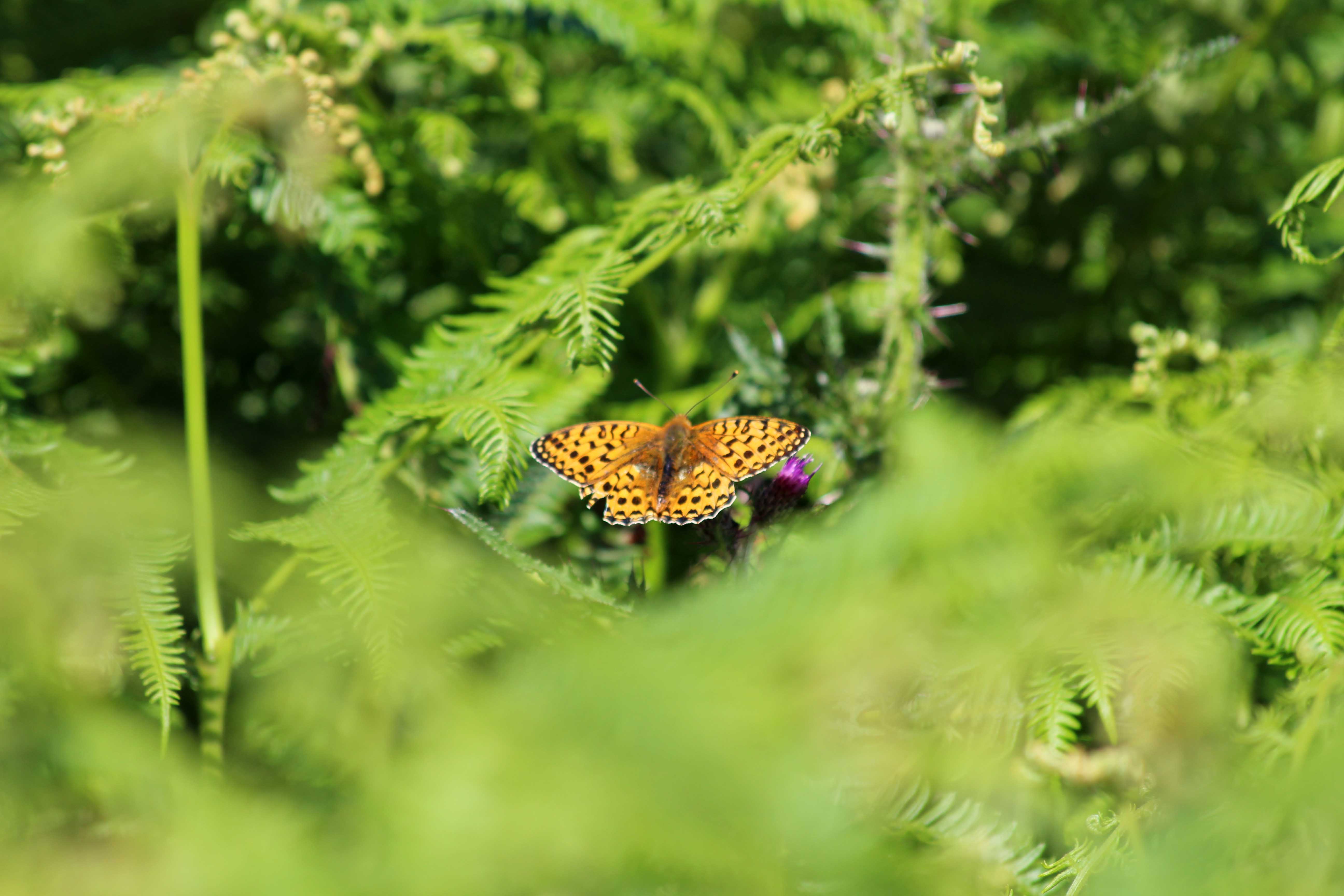 180622 fritillary (3)