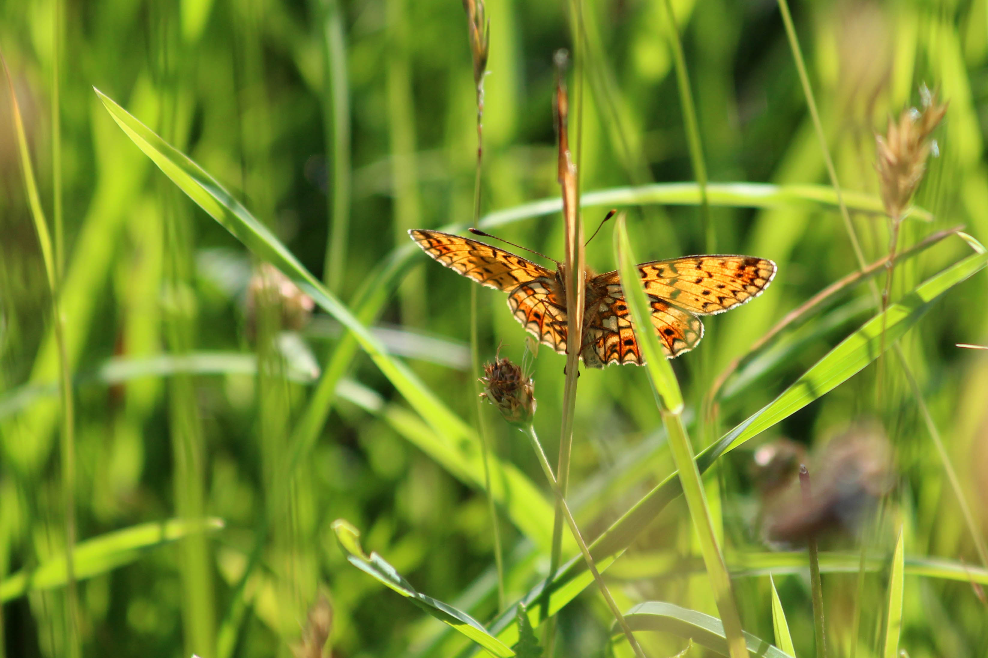 180622 fritillary (4)