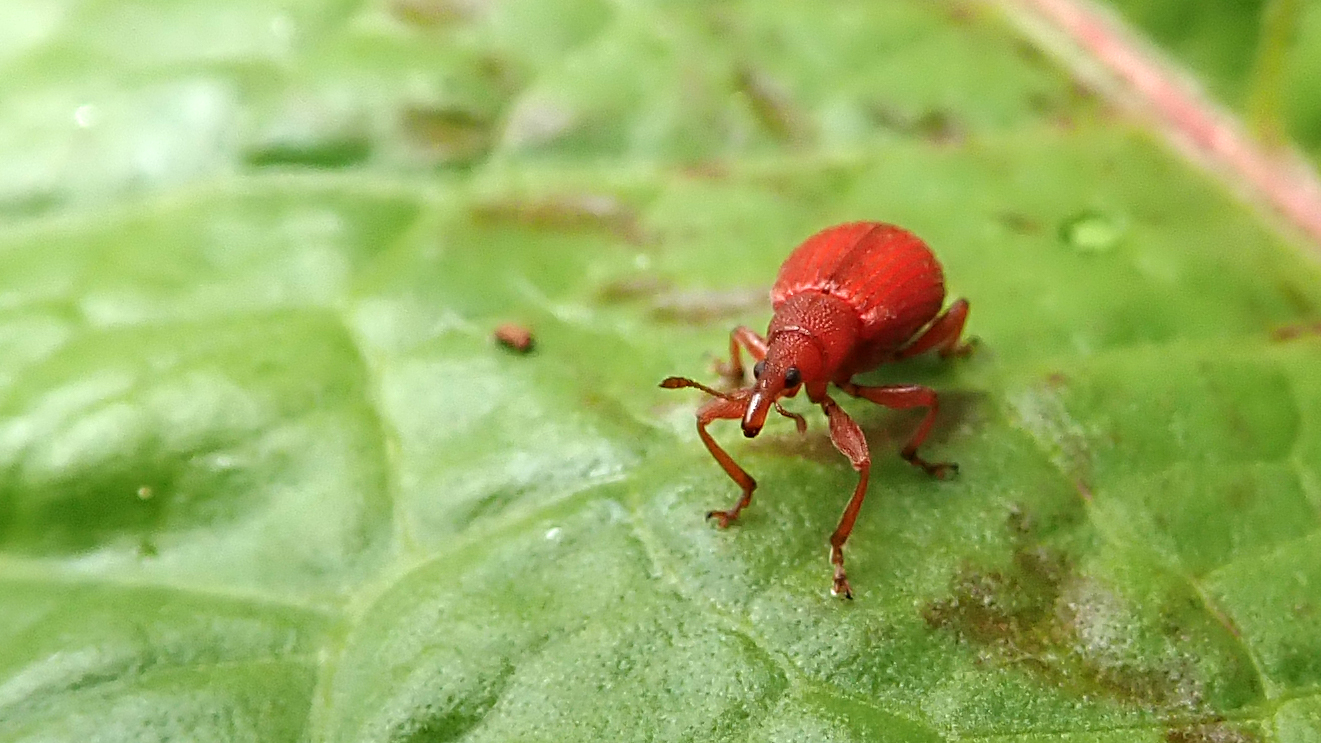 Rien Insect Tiny and red | earthstar