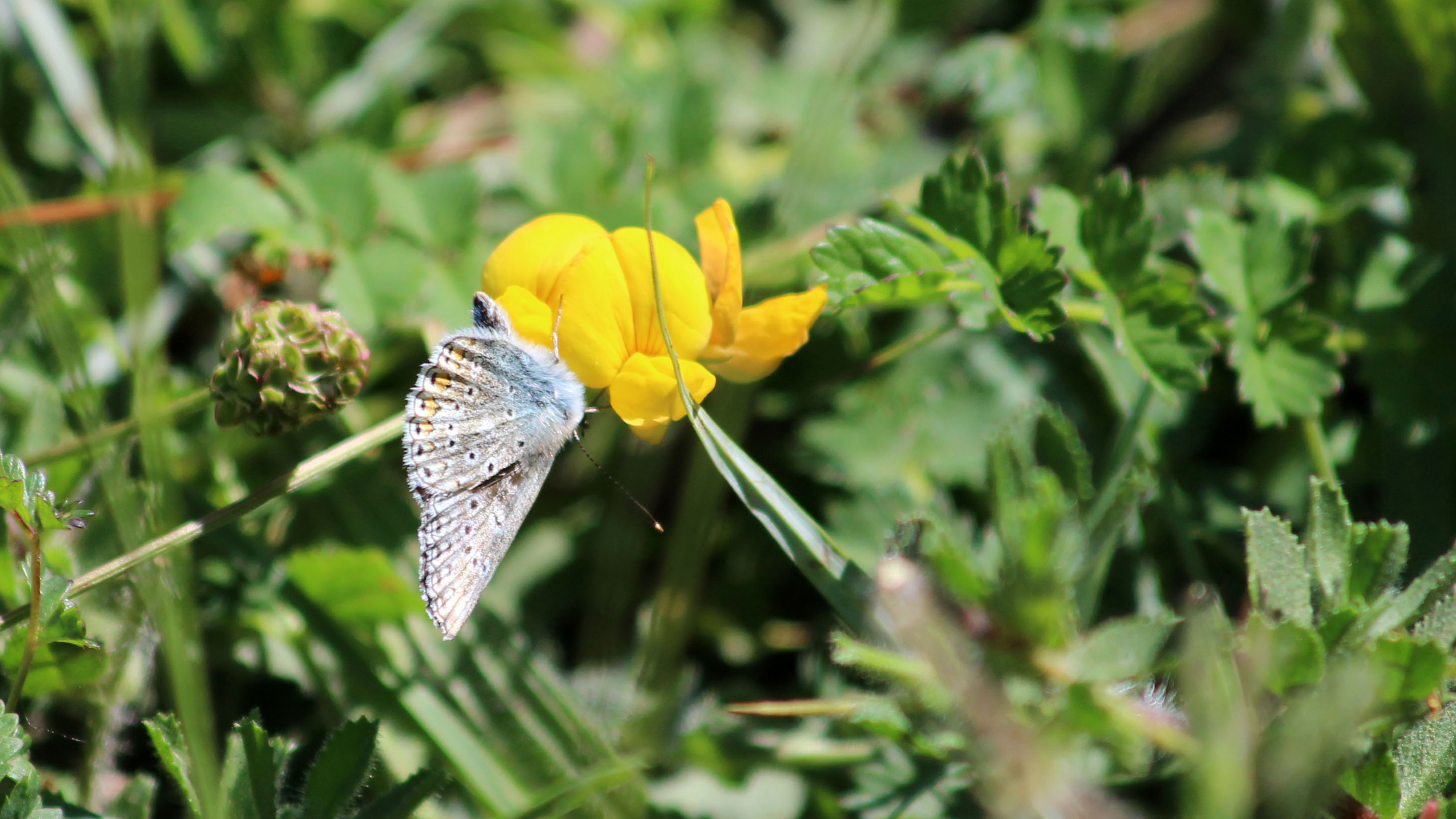 180625 common blue