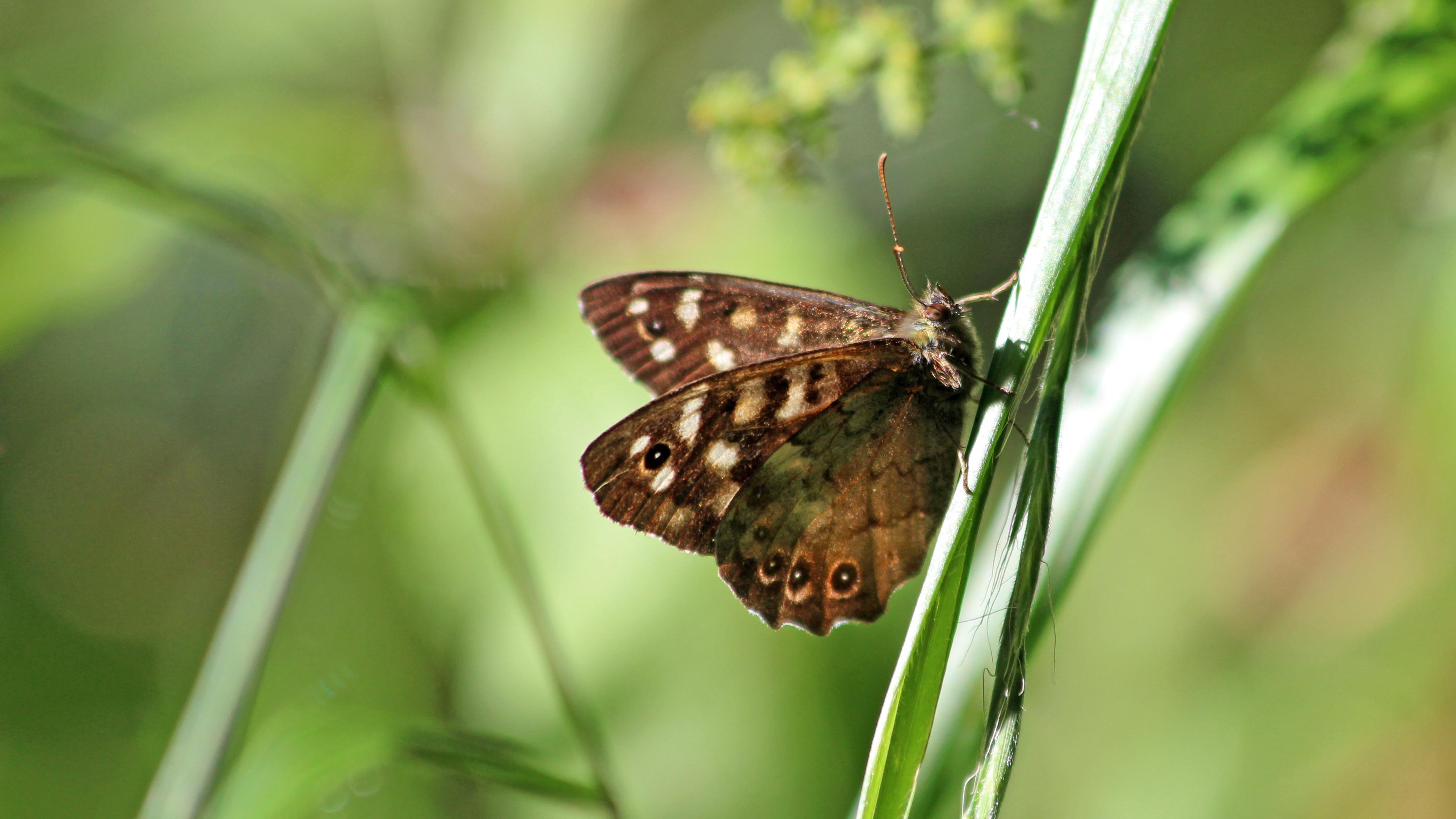 180625 speckled wood