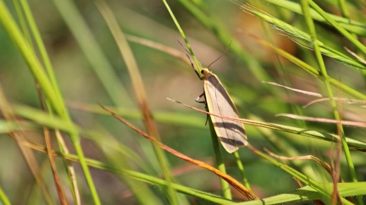 180703 common footman (1)