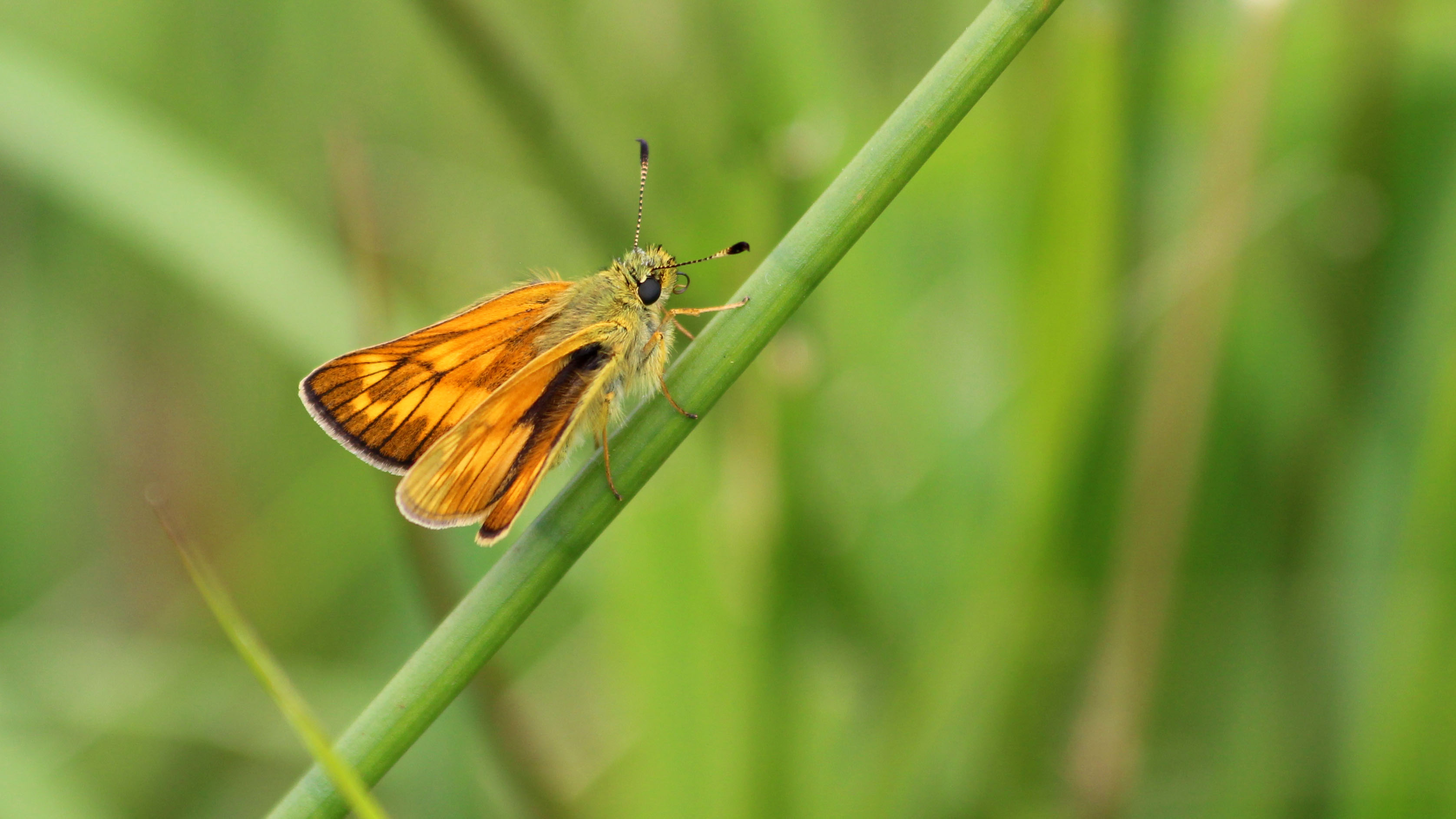 180705 4 Large skipper