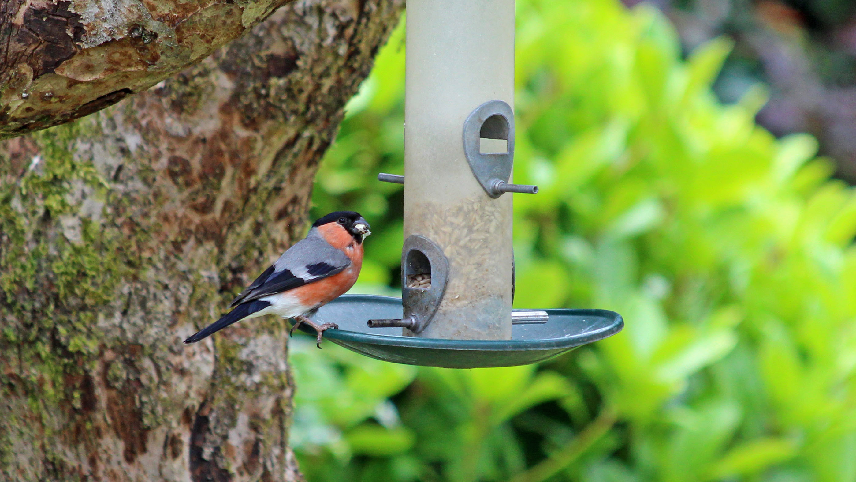 180705 6 Bullfinch