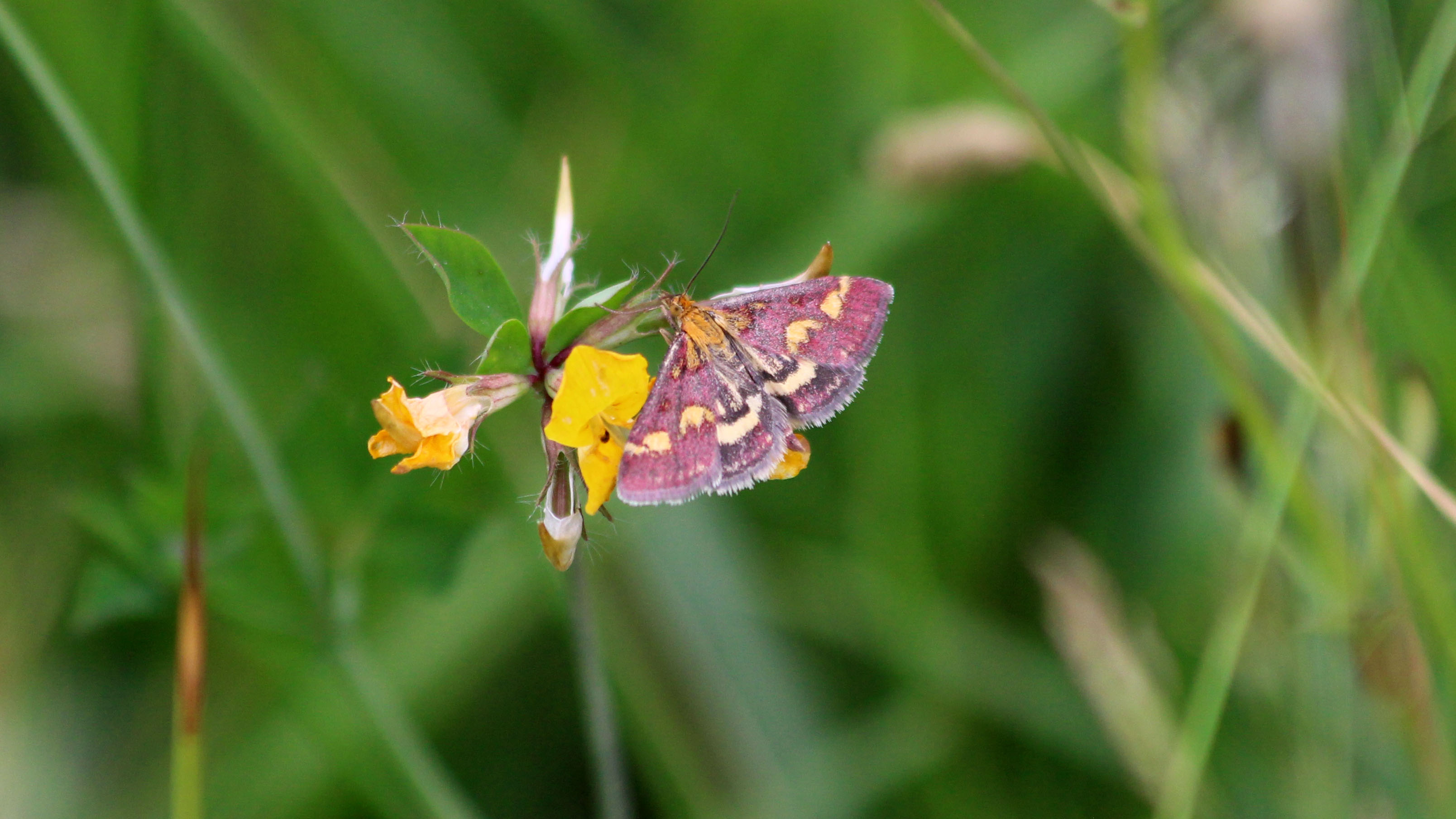 180705 6 Pyrausta purpuralis