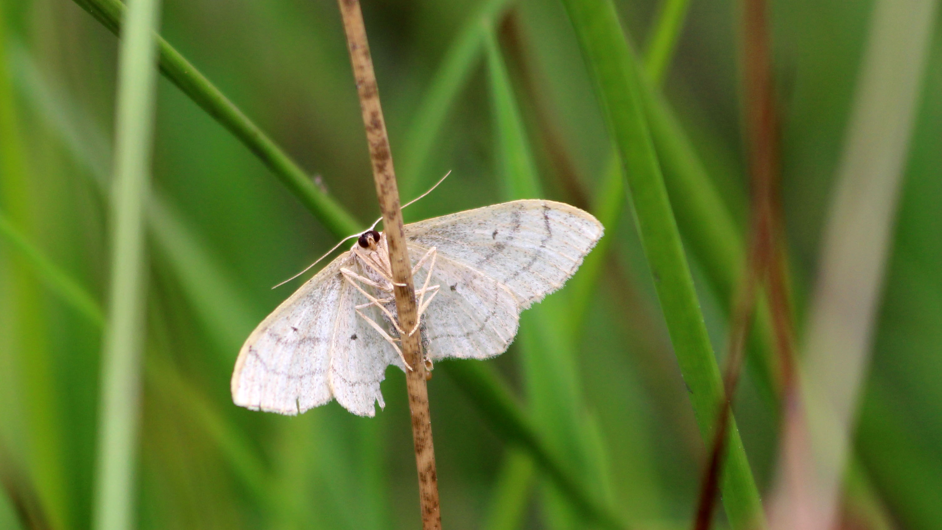 180705 7 Riband wave