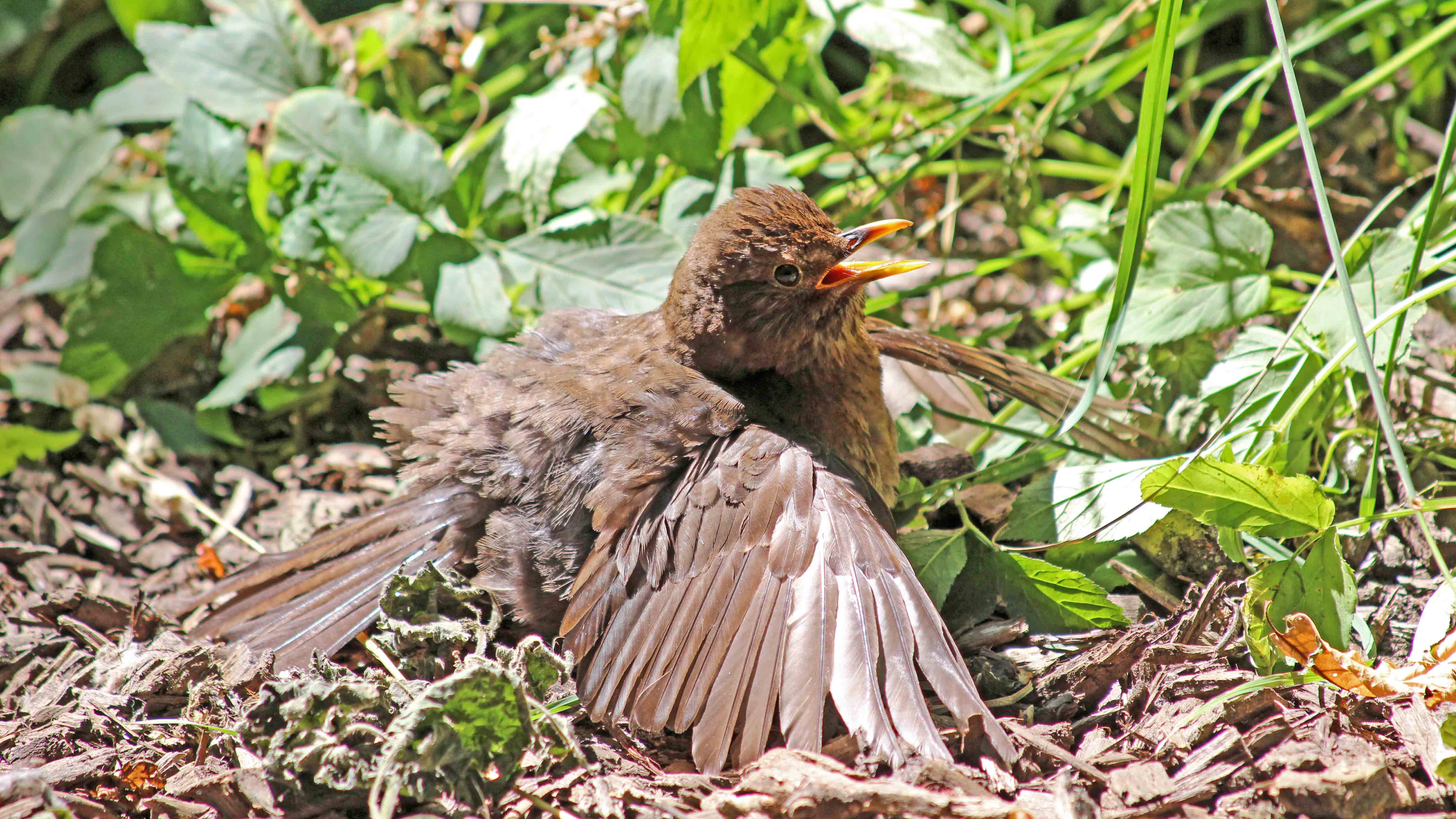 180707 sunbathing blackbird (1)