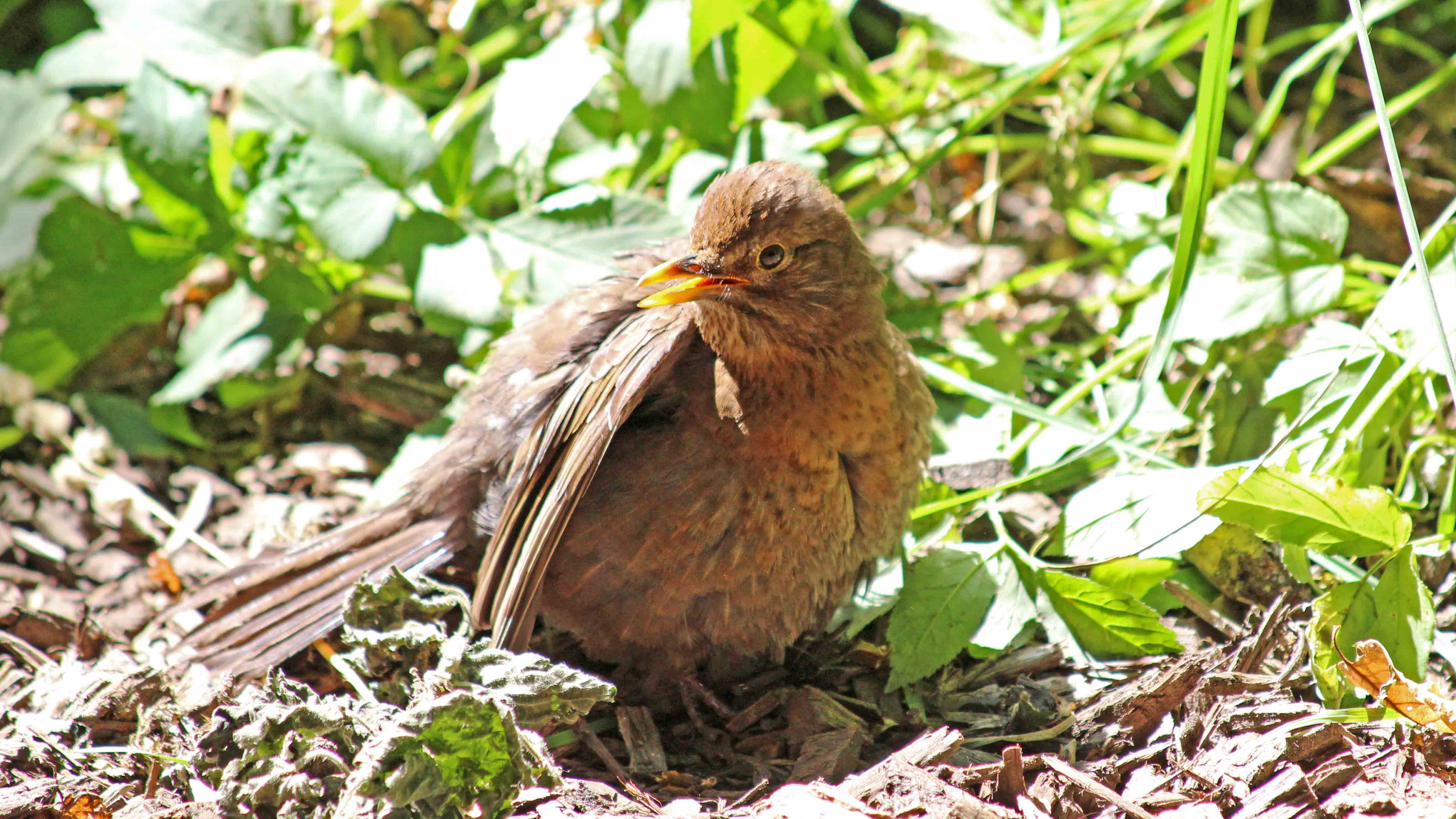 180707 sunbathing blackbird (2)