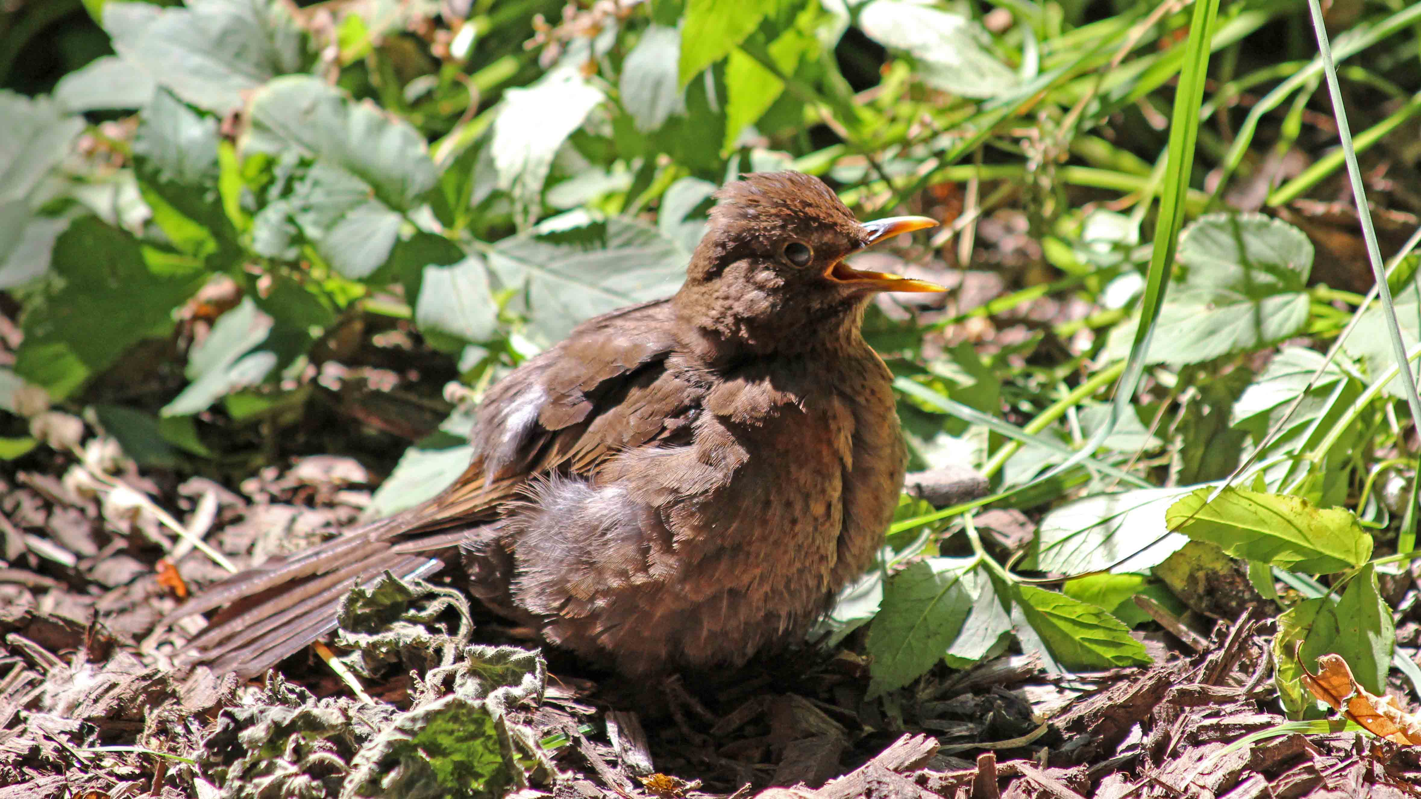 180707 sunbathing blackbird (3)