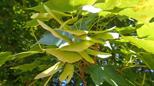 180708 tree following (2)