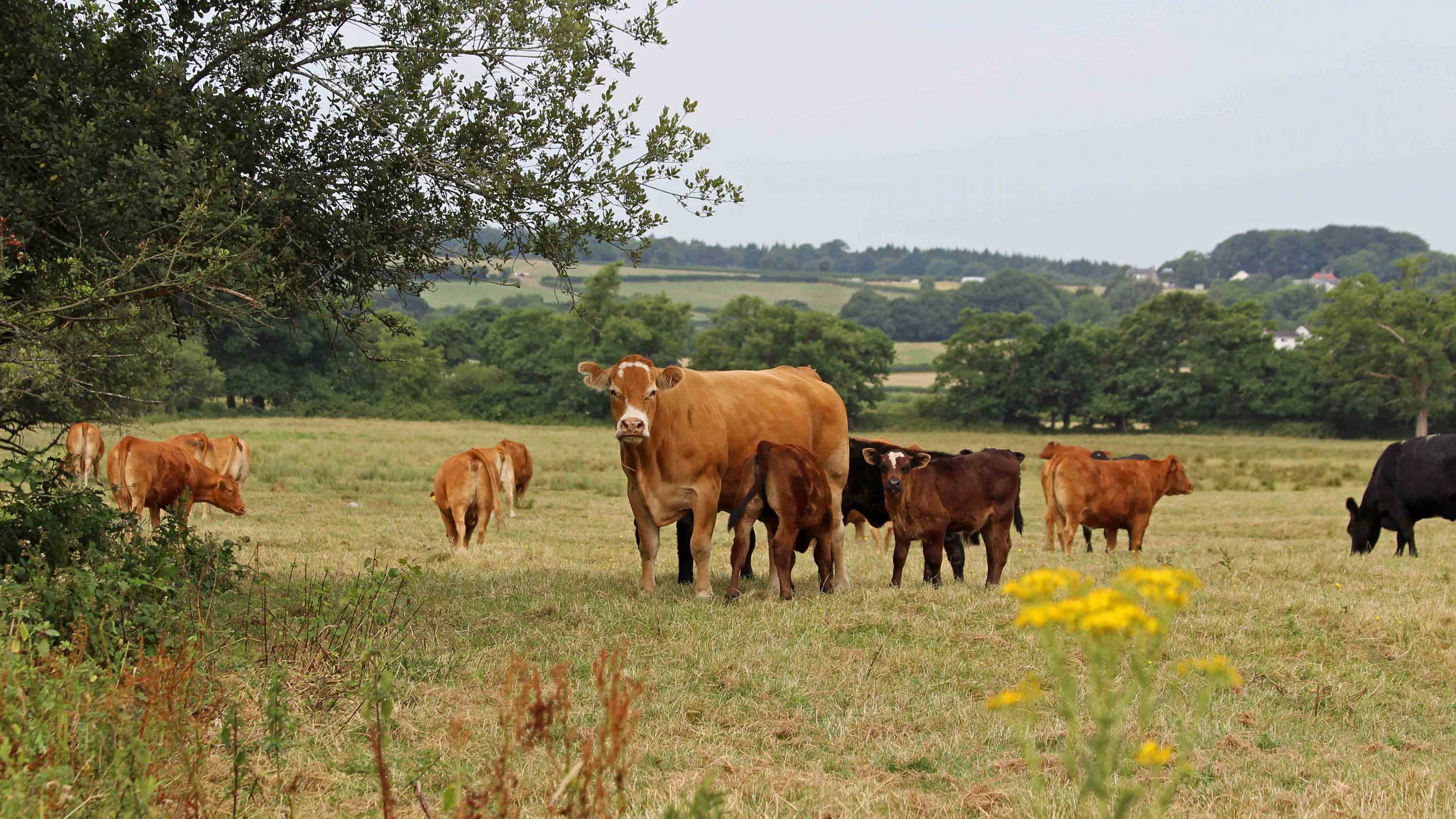 180711 4 meeting the locals