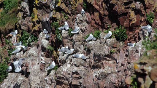 180712 kittiwakes (2)