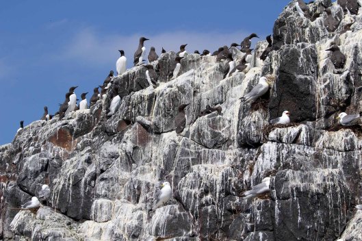 180712 kittiwakes (4)