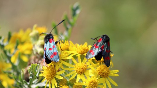 180712 Six-spot burnet moths on ragwort(4)