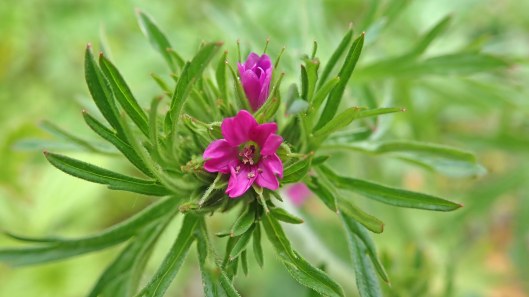180713 Cut-Leaved Cranesbill