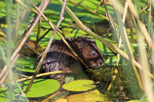 180715 water vole (2)