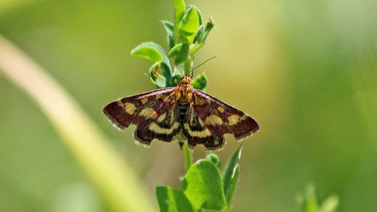 180716 2 Pyrausta purpuralis