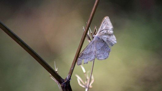 180716 7 Riband wave banded form