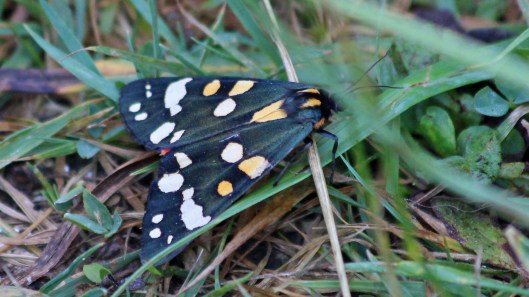 180716 8 Scarlet tiger