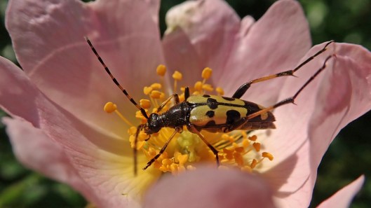 180717 Spotted longhorn beetle (2)