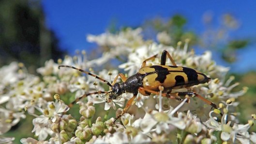 180717 Spotted longhorn beetle (5)