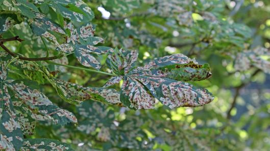 180718 Horse chestnut leafminer (1)