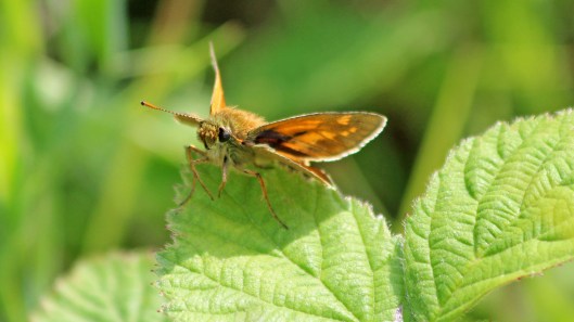 180719 large skipper (1)