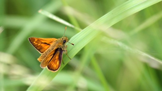 180719 large skipper (4)