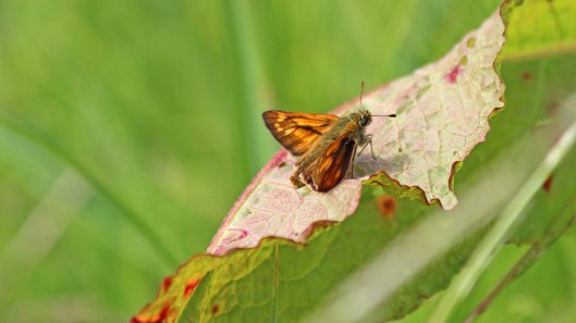 180719 large skipper (6)