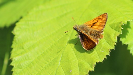 180719 large skipper (7)
