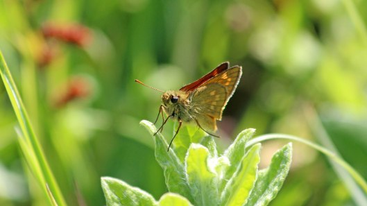 180719 large skipper (9)