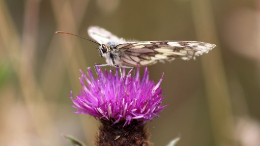 180721 Marbled white at Arlington