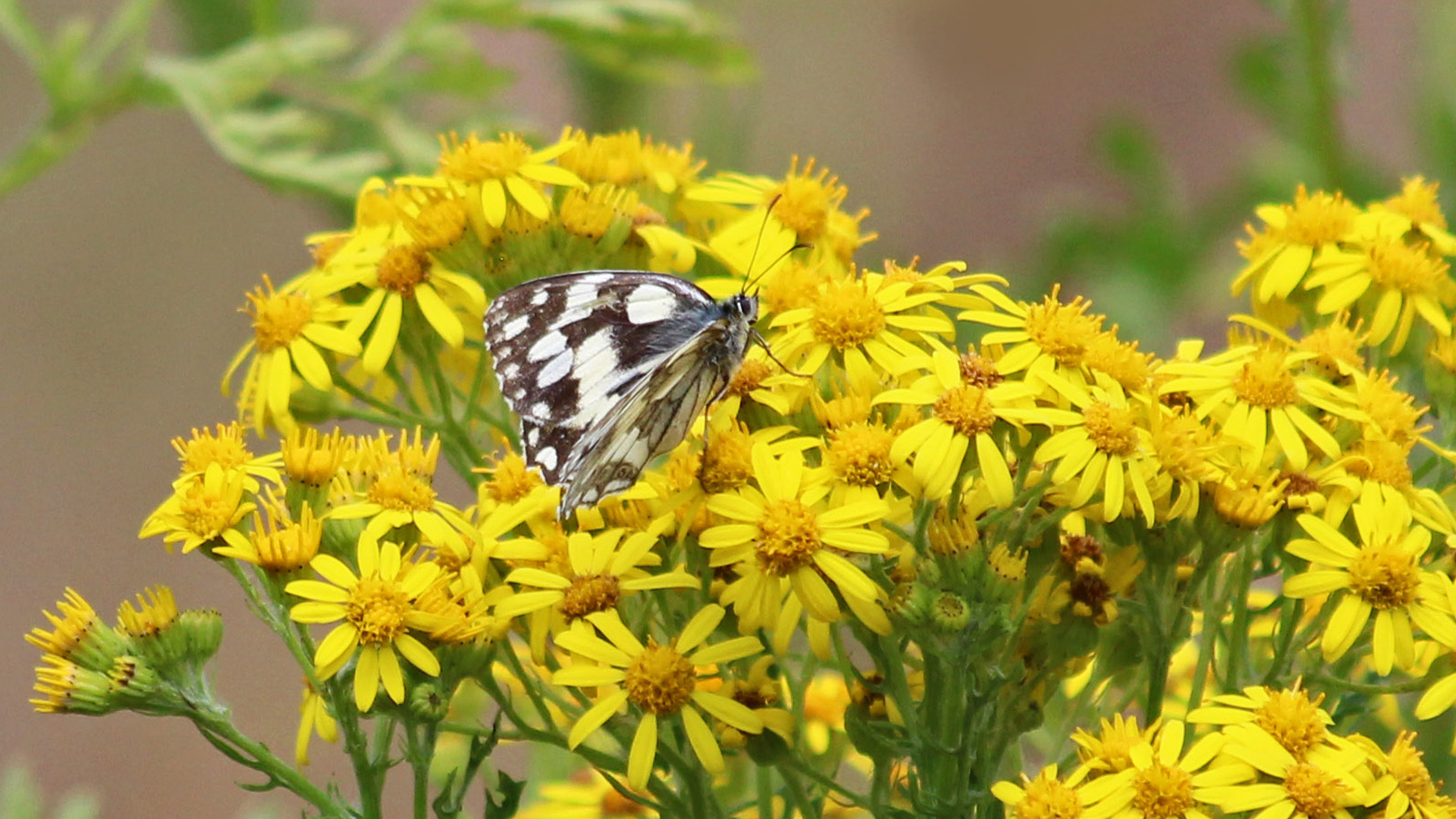 180721 Marbled white at West Park