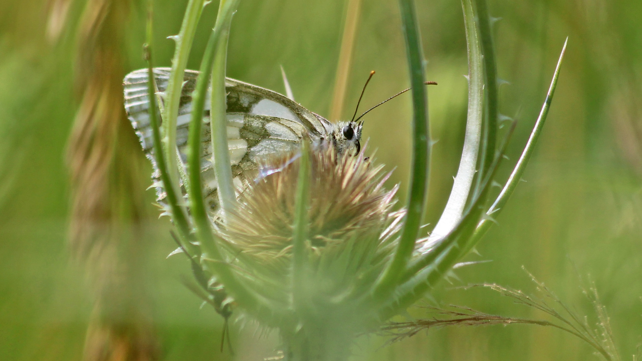 180721 Marbled white at Woods Mill