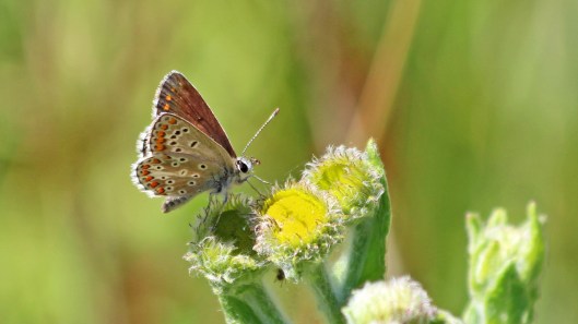 180724 Brown argus CuckmereValley
