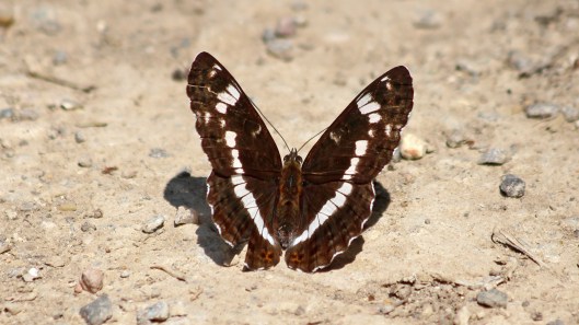180724 white admiral (2)