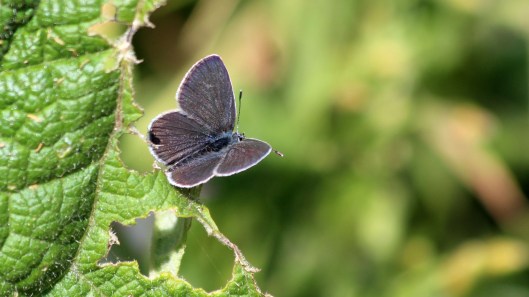 180727 Small blue (1)