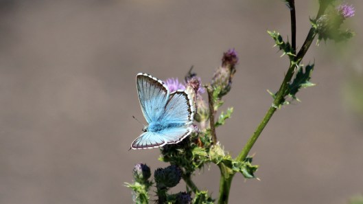180728 Chalk Hill blue (1)