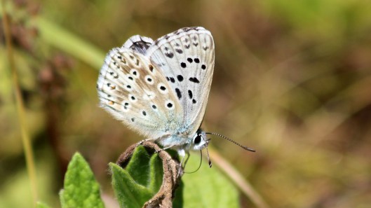 180728 Chalk hill blue (3)