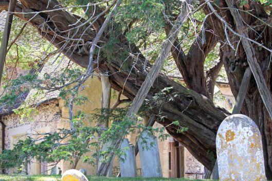 180730 1600-yr-old yew (2)