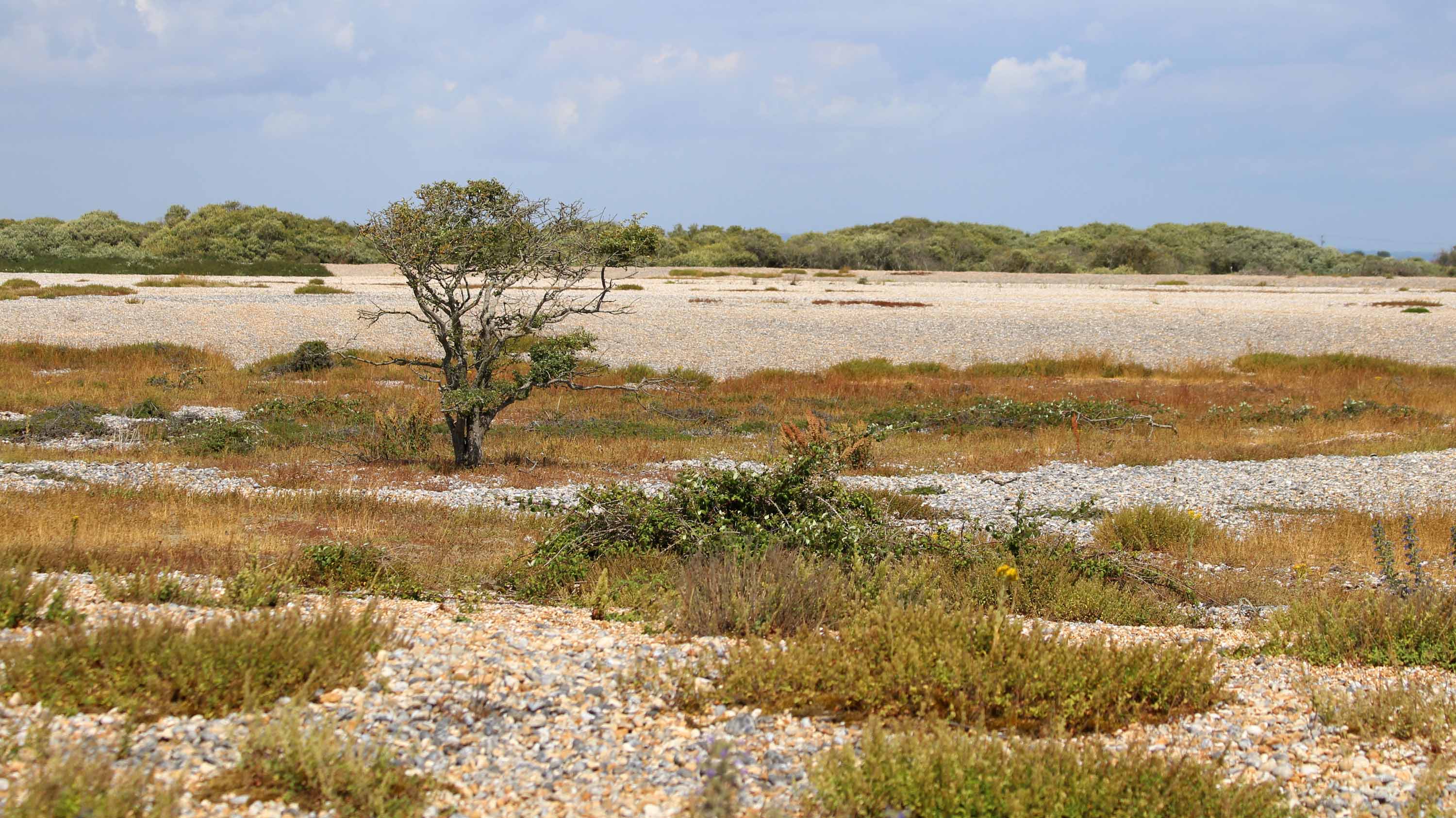 180731 RSPB Dungeness