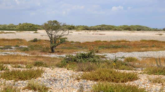 180731 RSPB Dungeness