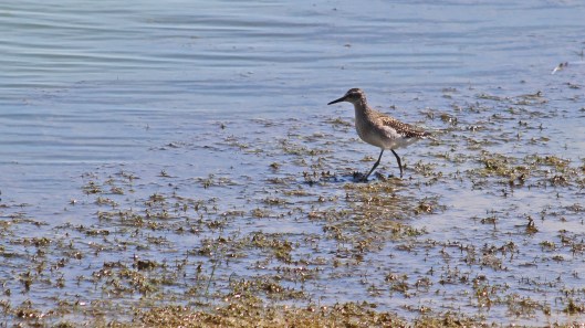 180731 wood sandpiper