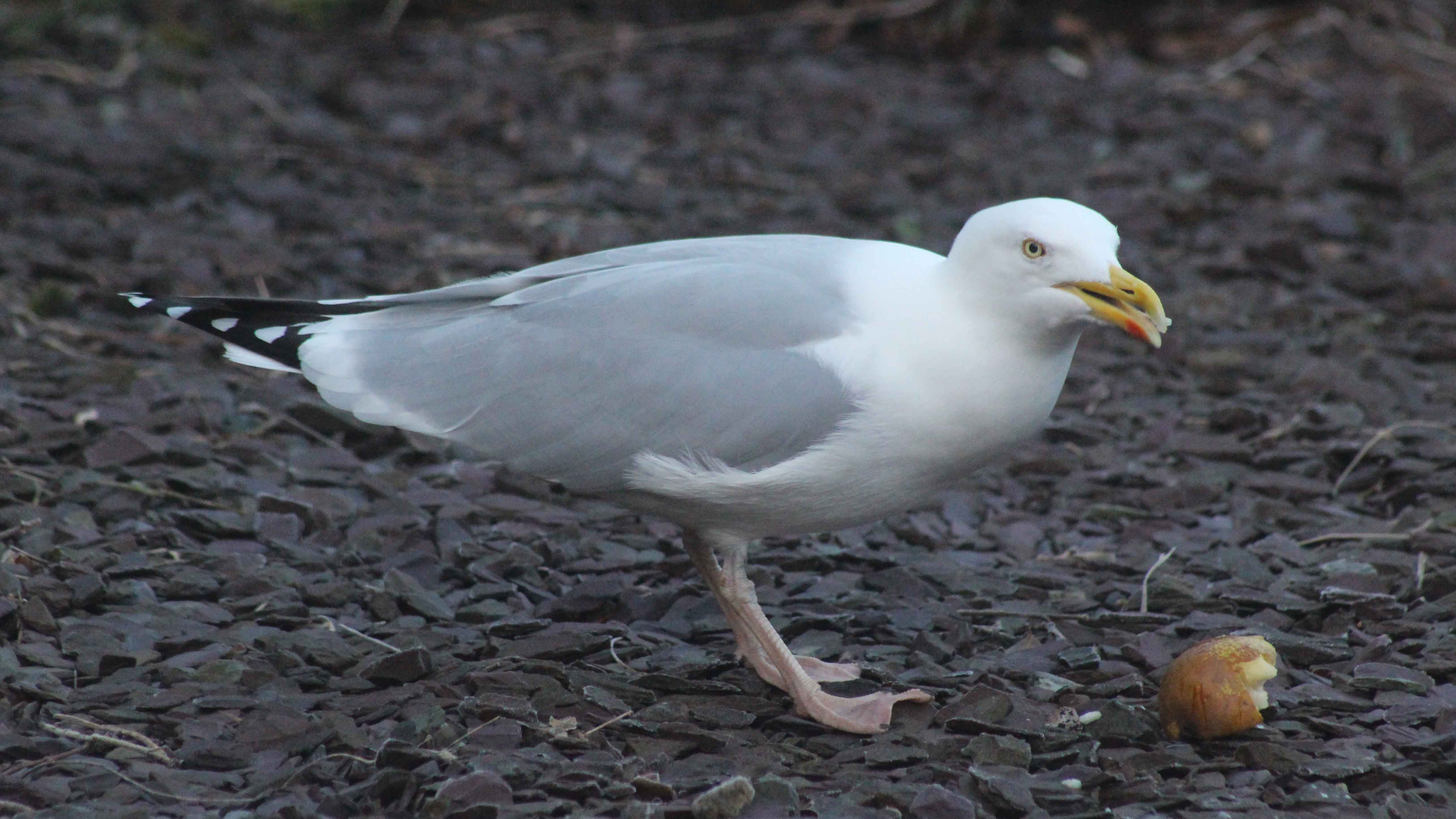 180802 Gordon the gull (1)