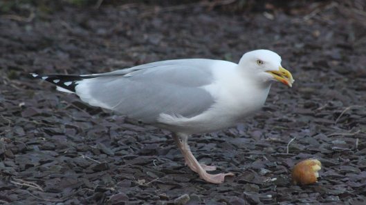 180802 Gordon the gull (1)