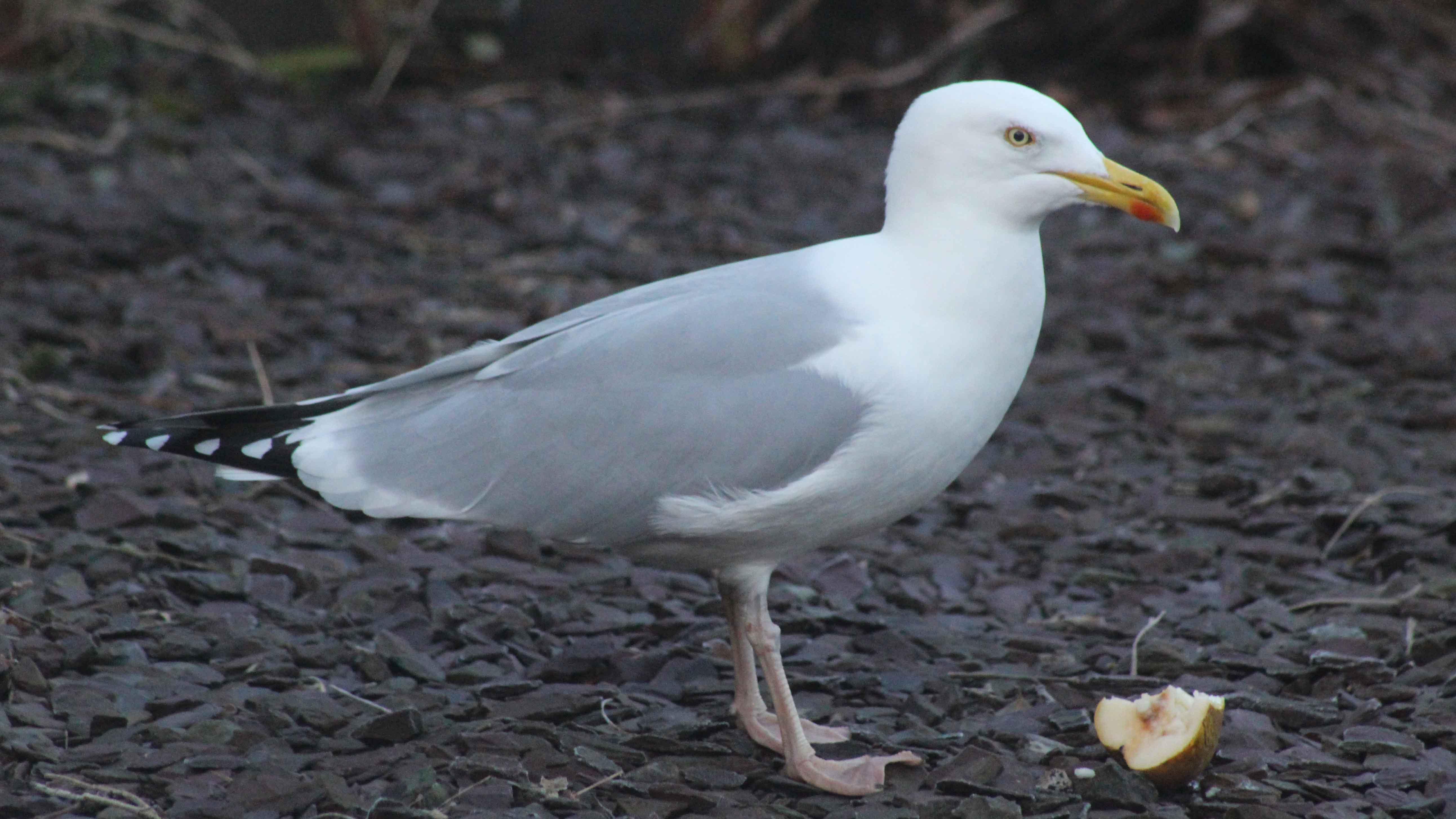 180802 Gordon the gull (2)