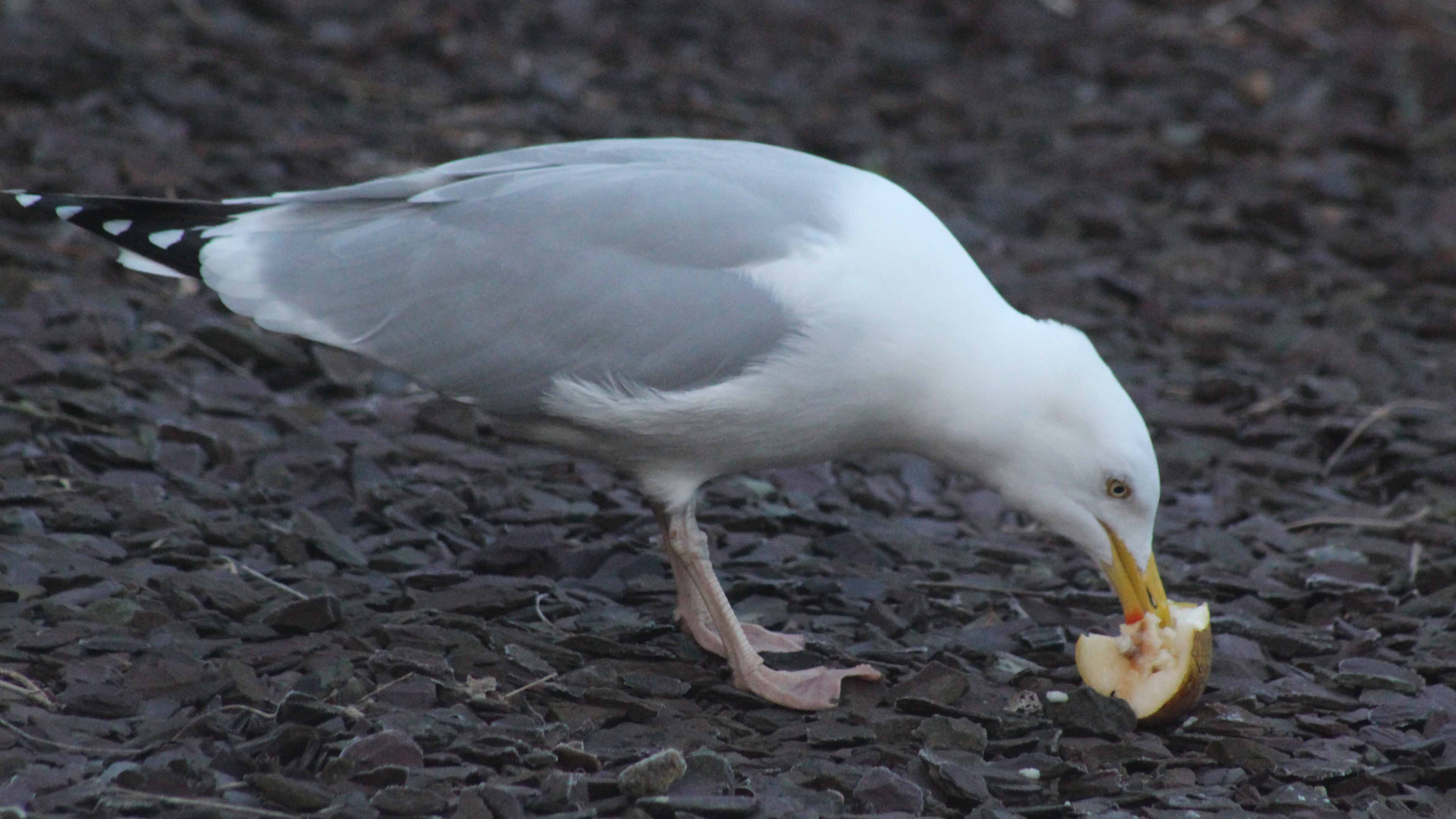 180802 Gordon the gull (3)