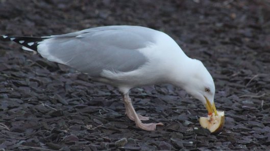 180802 Gordon the gull (3)