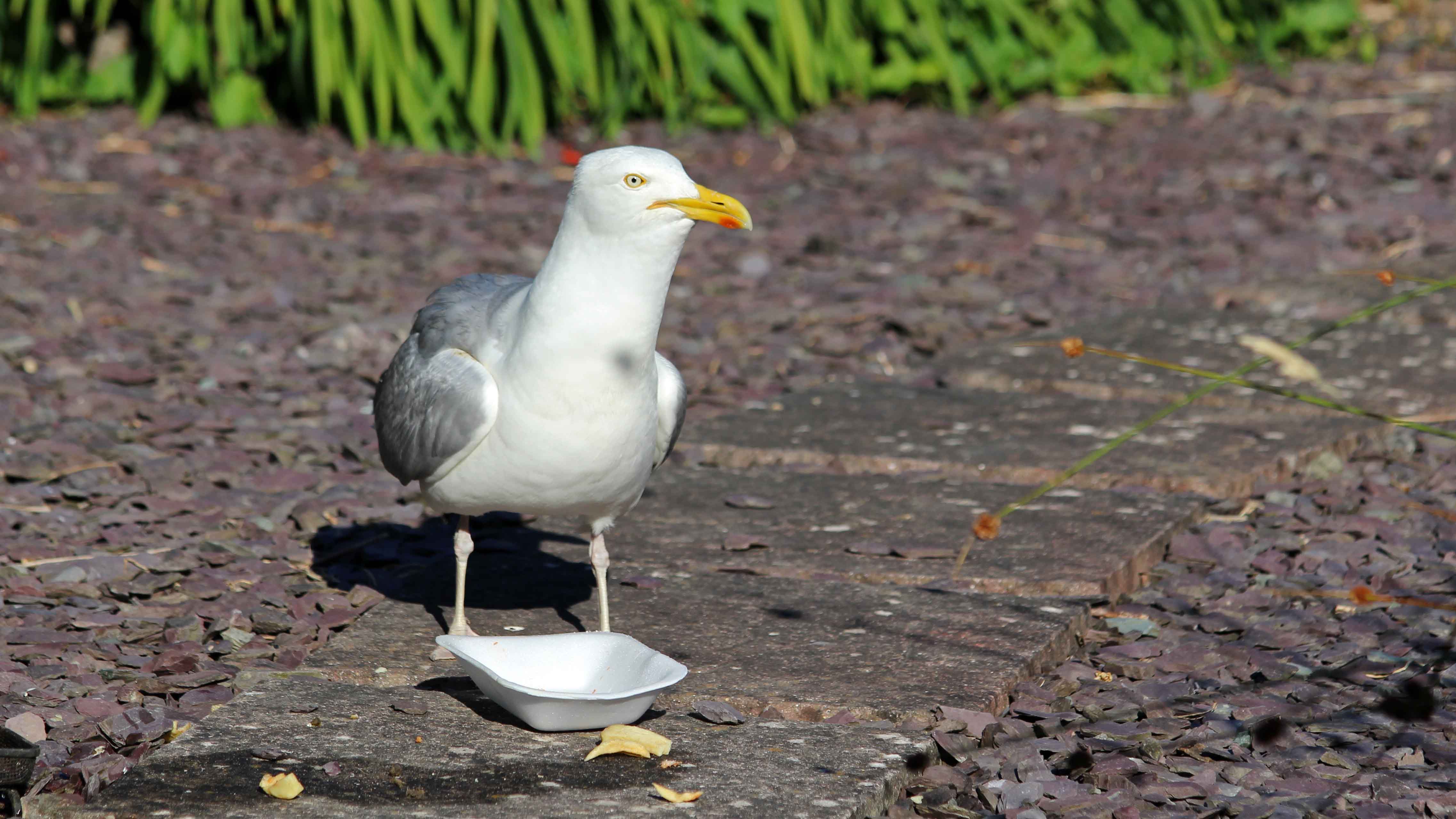 180802 Gordon the gull (4)